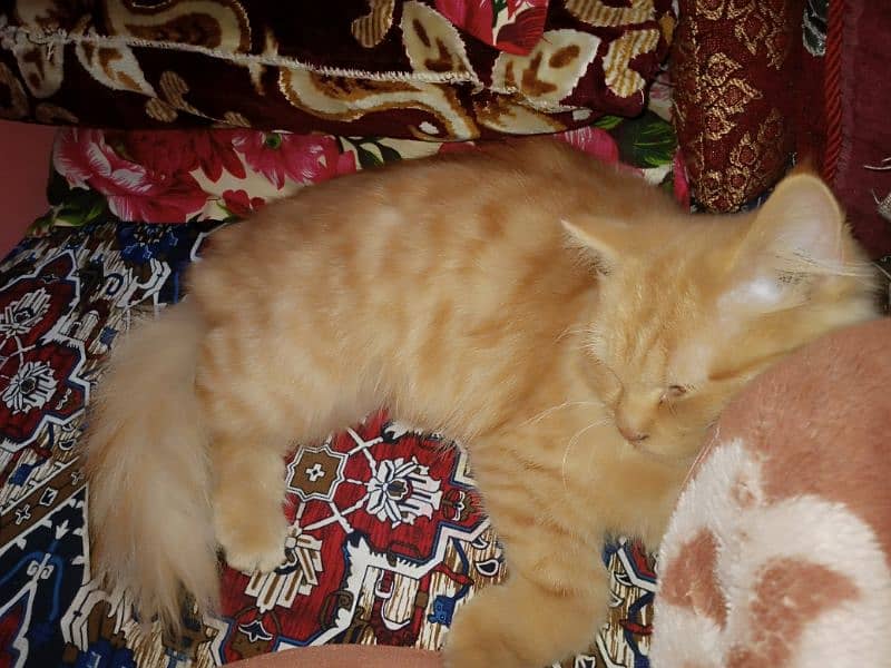 Persian 3 months male cat . 0