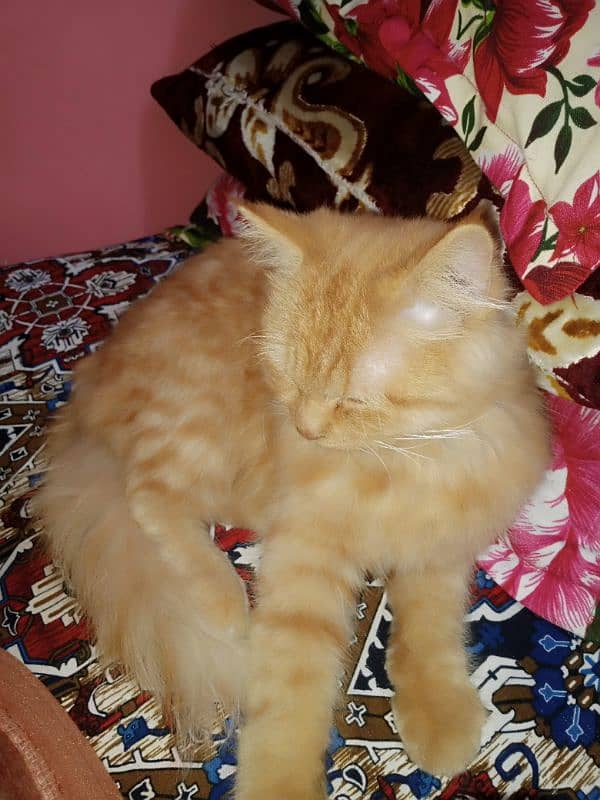 Persian 3 months male cat . 1