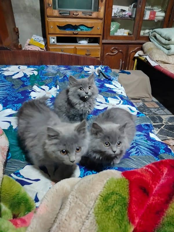 Persian  cat pair and 4 very active kittens for sale mobile03186022596 1