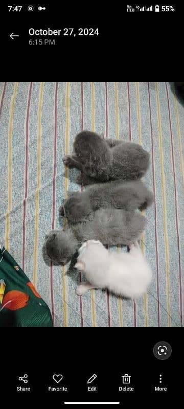 Persian  cat pair and 4 very active kittens for sale mobile03186022596 2