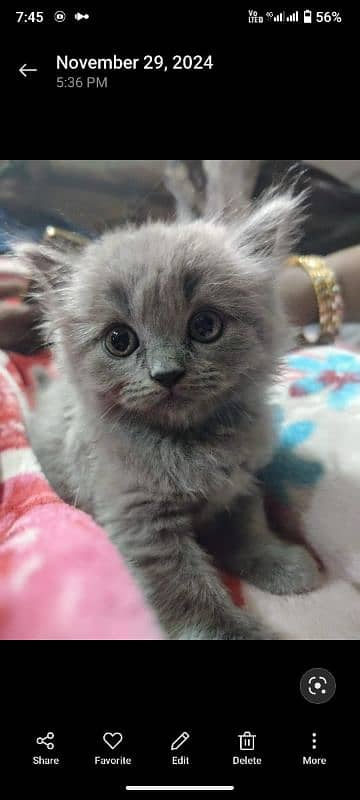 Persian  cat pair and 4 very active kittens for sale mobile03186022596 3