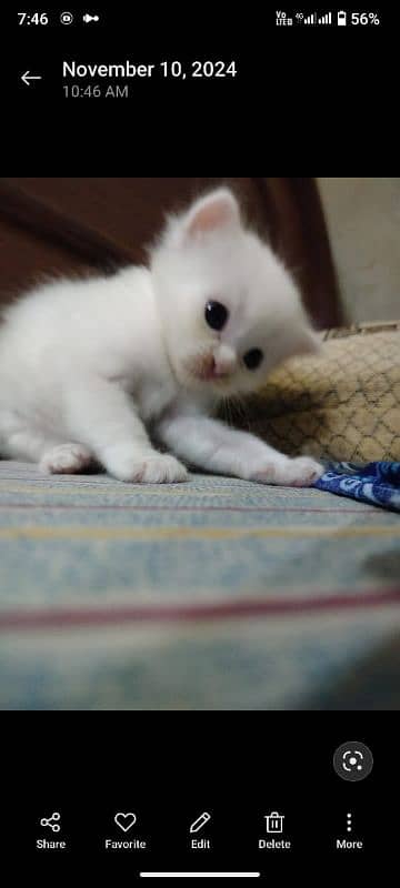 Persian  cat pair and 4 very active kittens for sale mobile03186022596 4