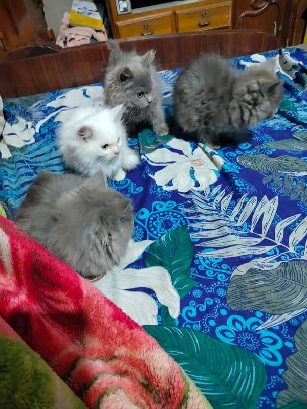 Persian  cat pair and 4 very active kittens for sale mobile03186022596 10