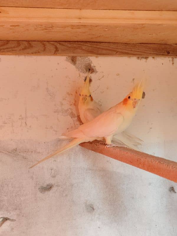 Cocktail breeder pair 9