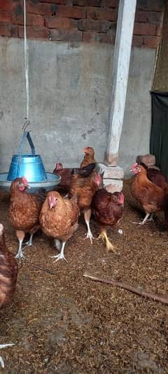 desi chickens for sale age 68 days 550rs pc