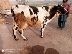 Cow with bachri