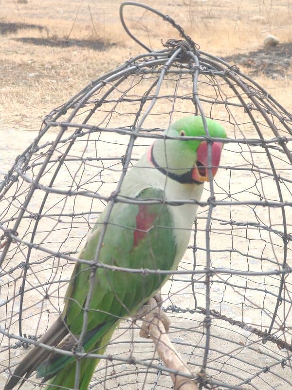 raw parrot raw tota cheap price male female 1