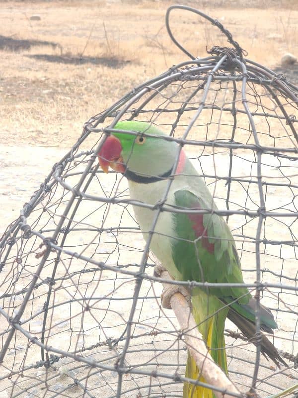 raw parrot raw tota cheap price male female 2