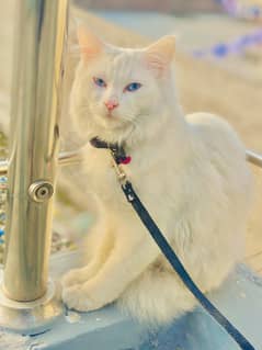 White Persian Blue Eyes Female Cat