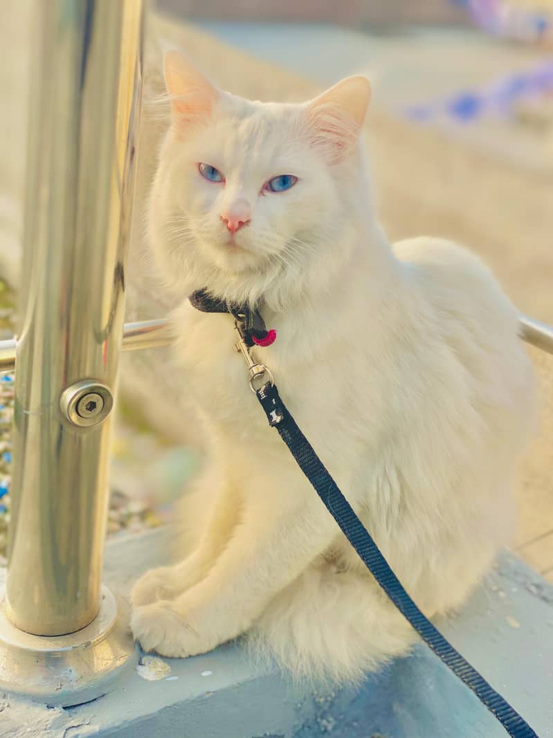 White Persian Blue Eyes Female Cat 0