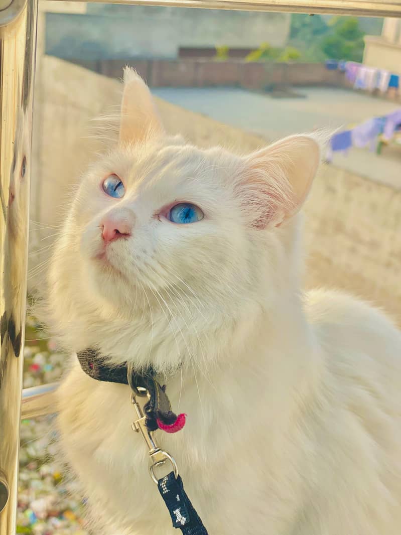 White Persian Blue Eyes Female Cat 1