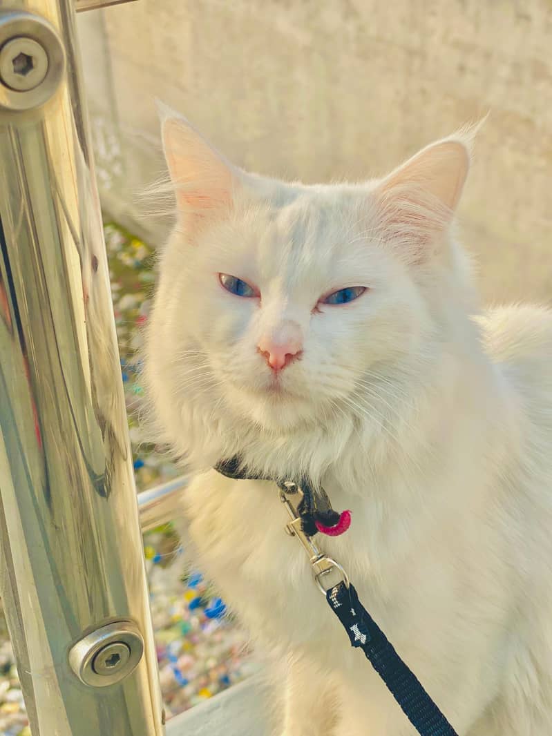 White Persian Blue Eyes Female Cat 2