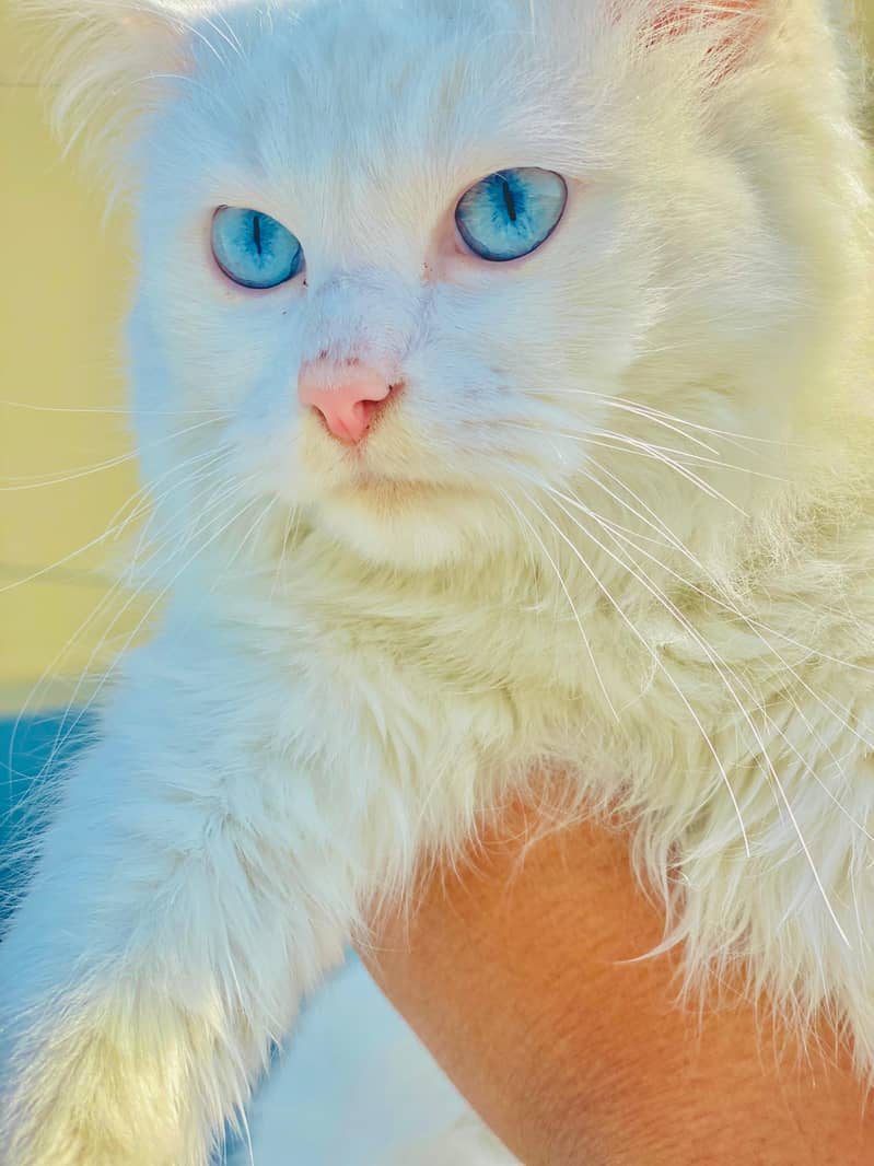 White Persian Blue Eyes Female Cat 3