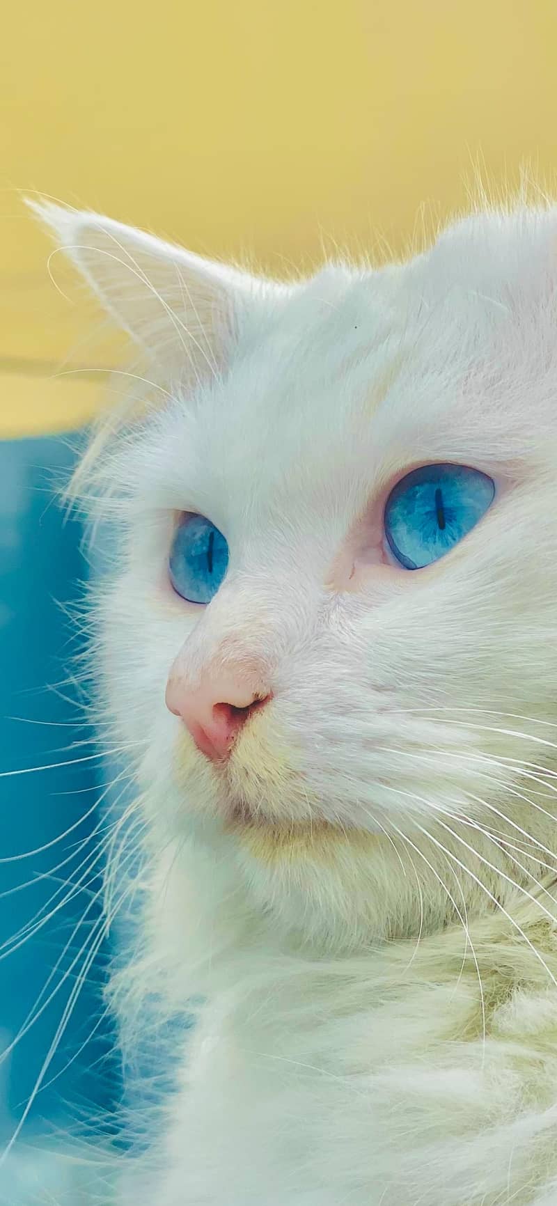 White Persian Blue Eyes Female Cat 4