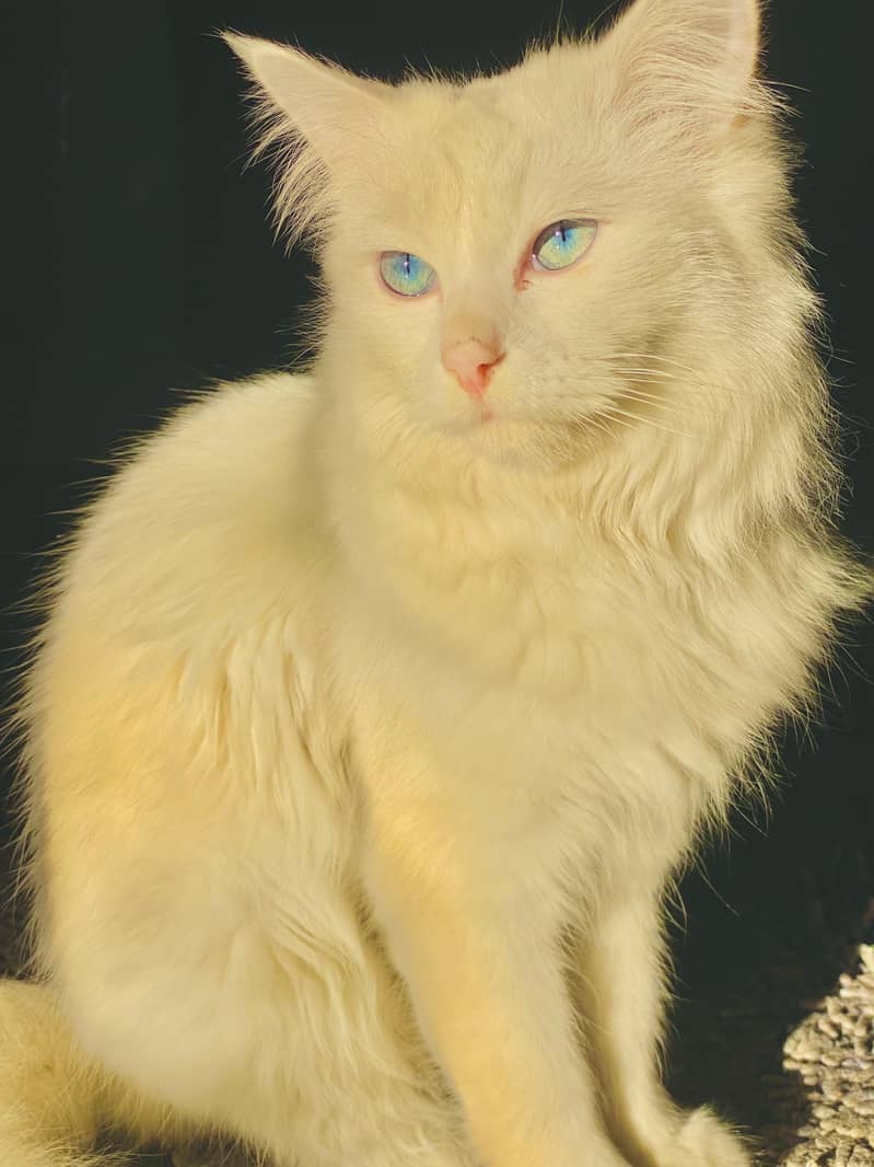 White Persian Blue Eyes Female Cat 5