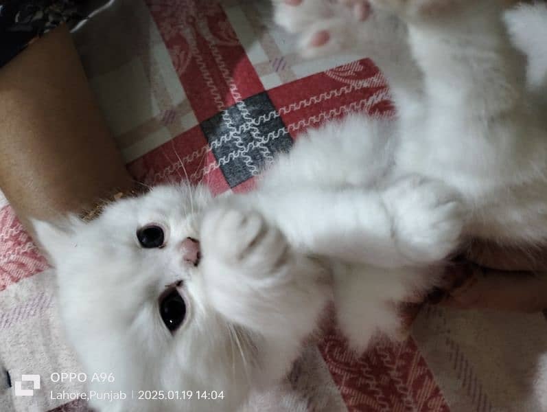 persion cat baby for sale 0