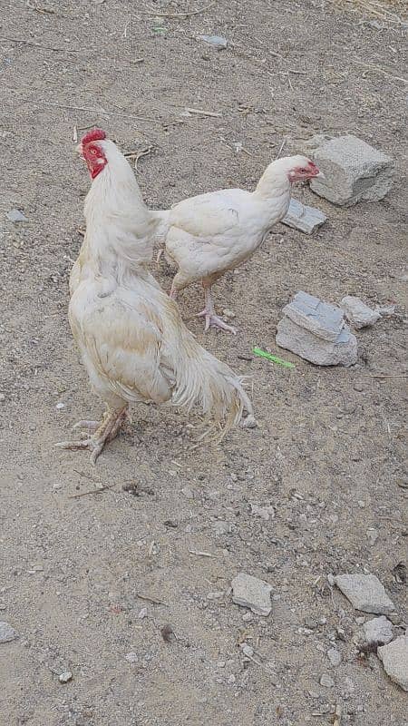 HEERA DOBULE BODY EGG LAYING PAIR FOR SALE 0