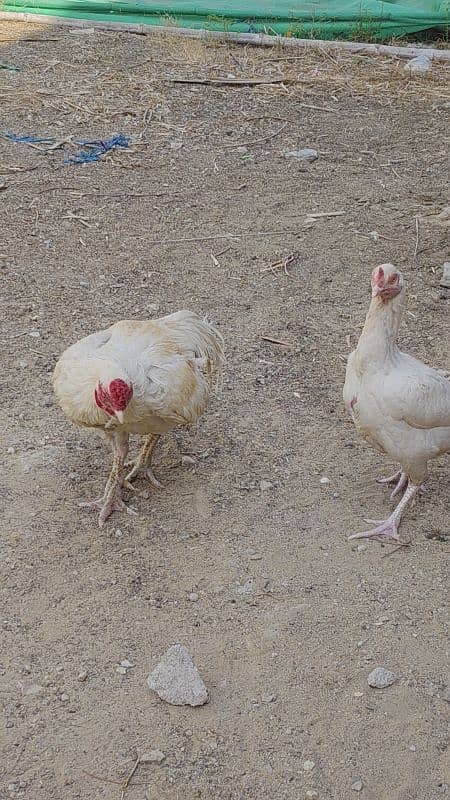 HEERA DOBULE BODY EGG LAYING PAIR FOR SALE 1