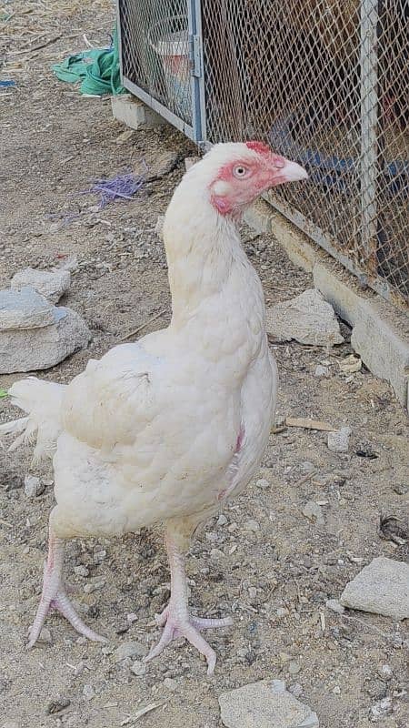 HEERA DOBULE BODY EGG LAYING PAIR FOR SALE 2