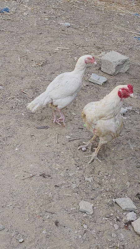 HEERA DOBULE BODY EGG LAYING PAIR FOR SALE 4