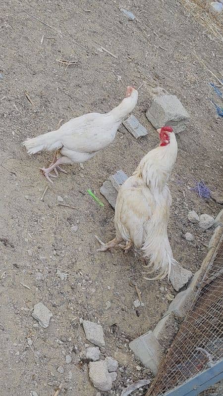 HEERA DOBULE BODY EGG LAYING PAIR FOR SALE 5