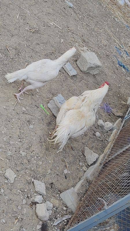 HEERA DOBULE BODY EGG LAYING PAIR FOR SALE 6