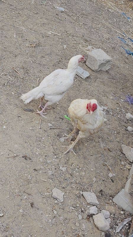 HEERA DOBULE BODY EGG LAYING PAIR FOR SALE 7