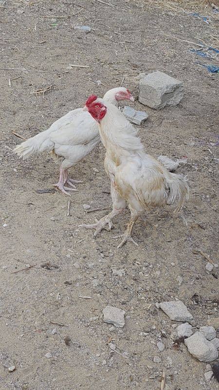 HEERA DOBULE BODY EGG LAYING PAIR FOR SALE 8