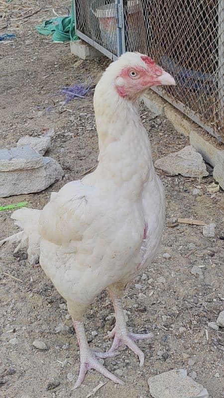 HEERA DOBULE BODY EGG LAYING PAIR FOR SALE 9