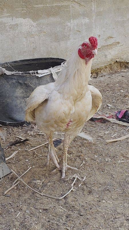 HEERA DOBULE BODY EGG LAYING PAIR FOR SALE 17