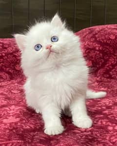 persian kitten available for adoption triple coated