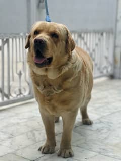 labrador