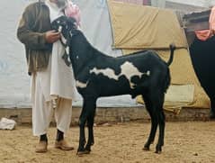 pregnant bakri for sale aur bakra bhi 95000 ka