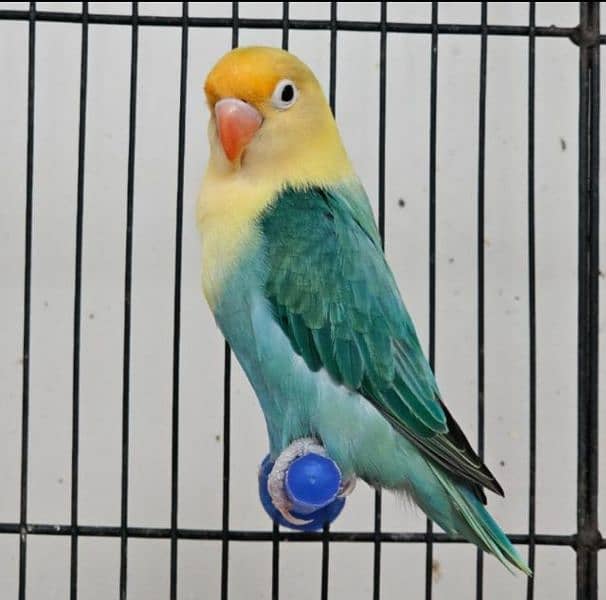 Love bird breeding setup DEAL 0