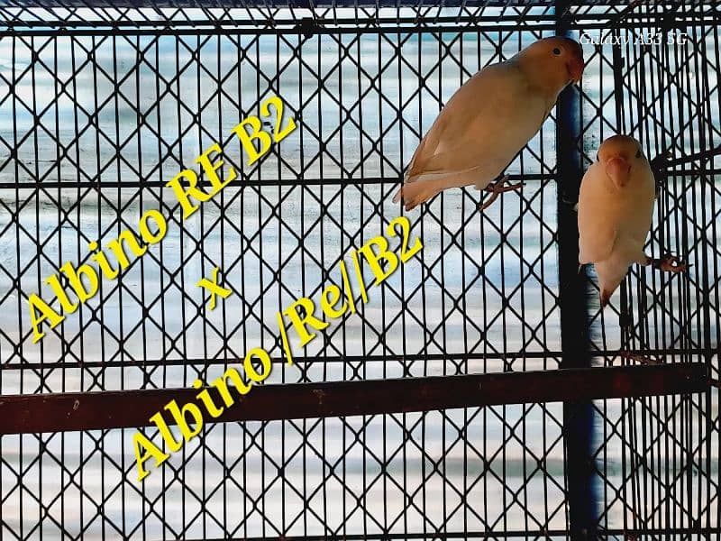 Love bird breeding setup DEAL 5