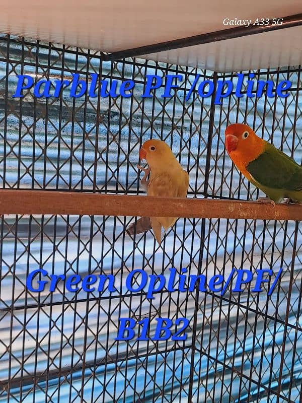 Love bird breeding setup DEAL 8