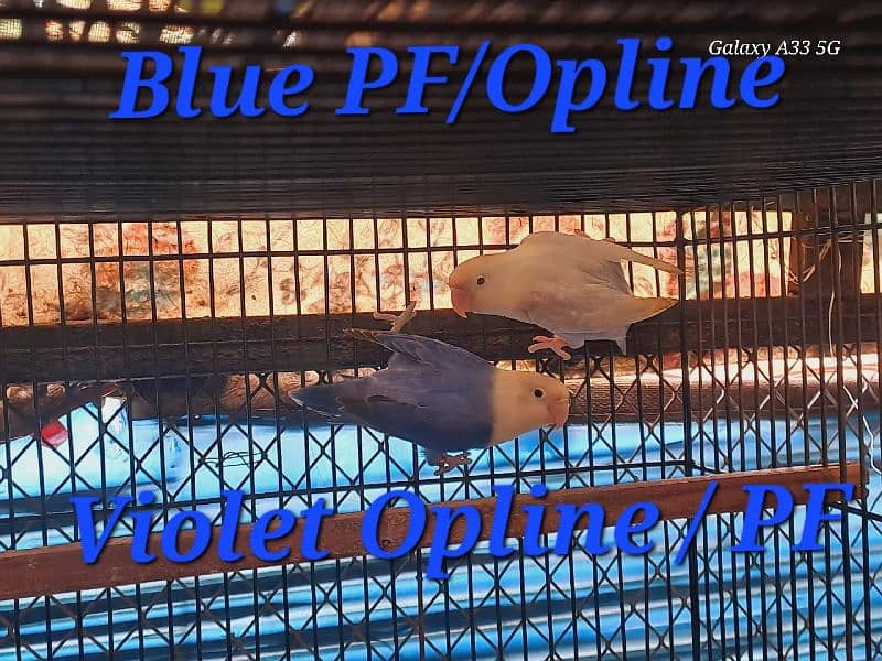 Love bird breeding setup DEAL 14