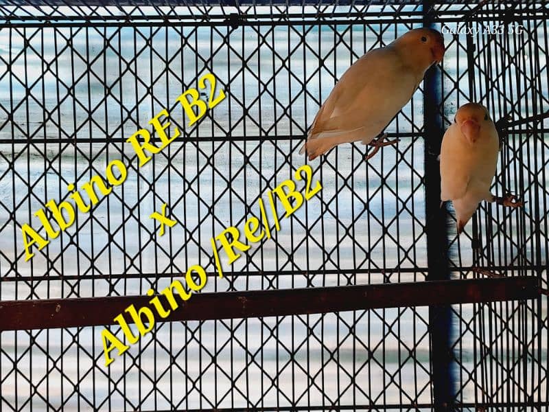 Love bird breeding setup DEAL 15