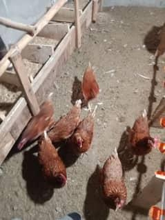 Lohman Brown Hens for sale