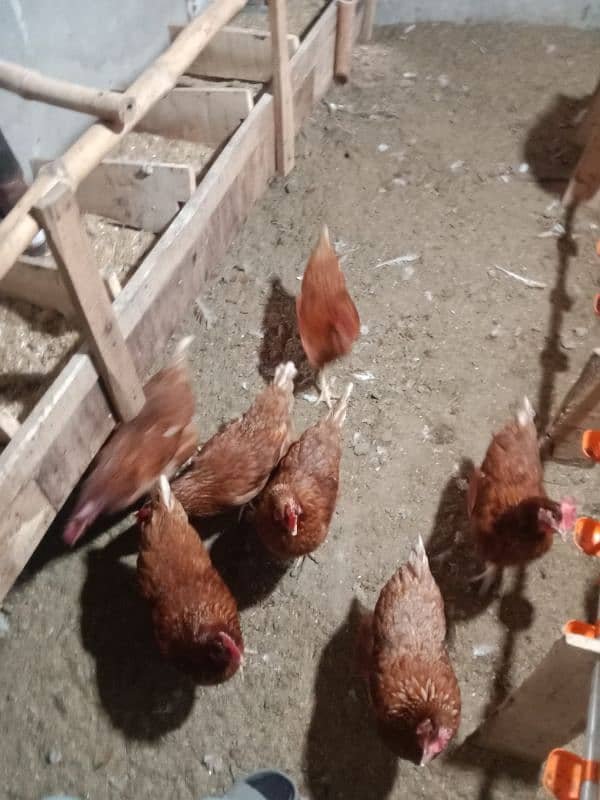 Lohman Brown Hens for sale 0