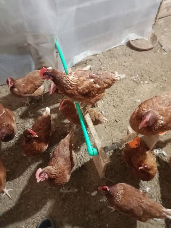 Lohman Brown Hens for sale 1