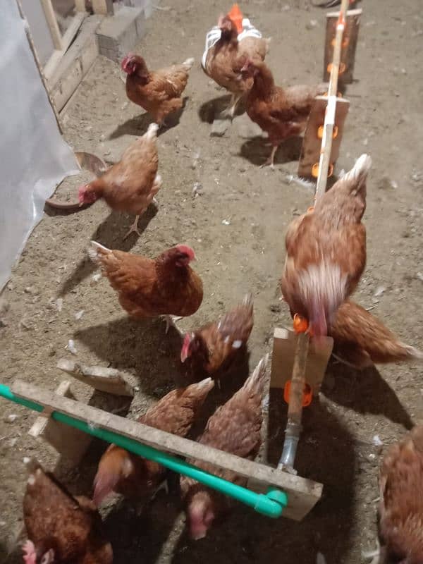 Lohman Brown Hens for sale 2