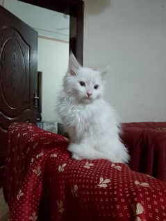 2 month old Persian kitten for sale