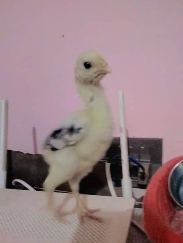 shamu breed chicks for sale 1