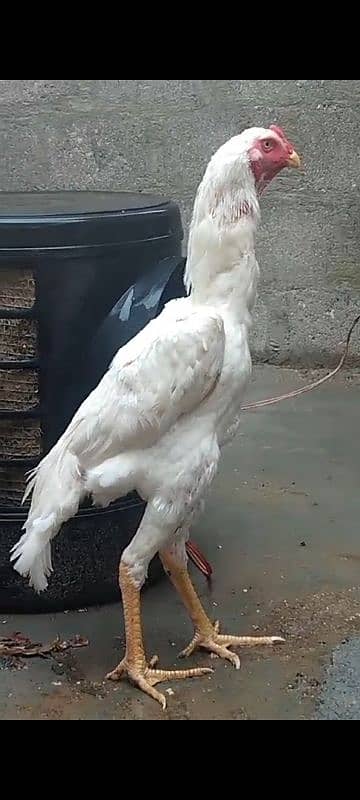 shamu breed chicks for sale 2