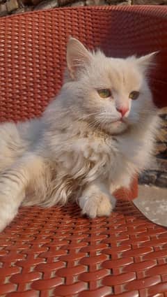 persian cat available in abbotabad