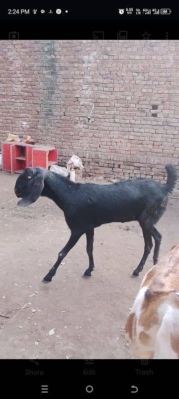 gohni Kali bakri for sale 1