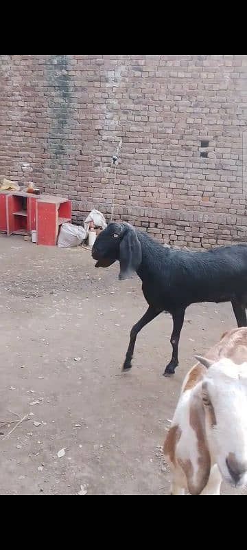 gohni Kali bakri for sale 2