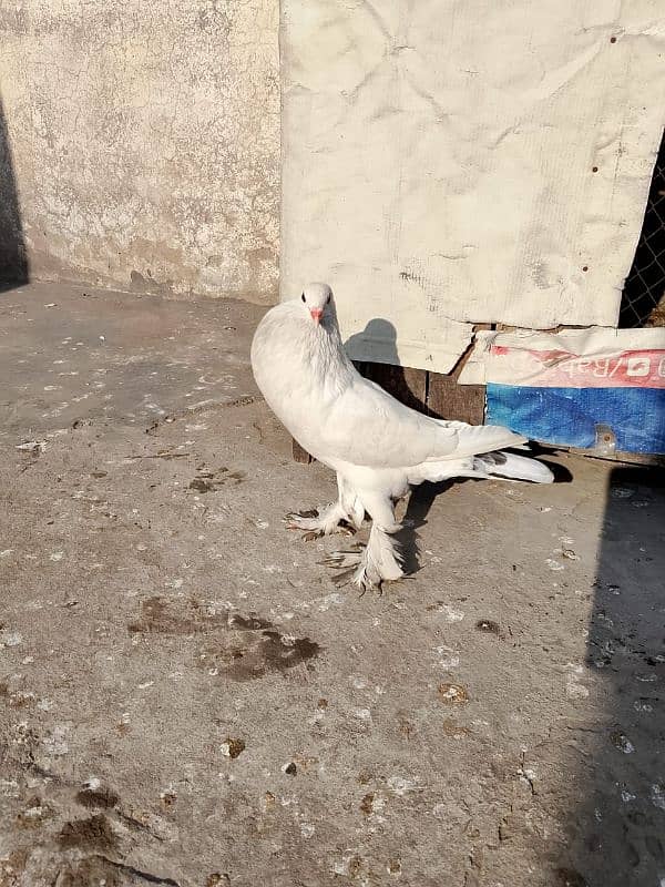 White magpie female 0