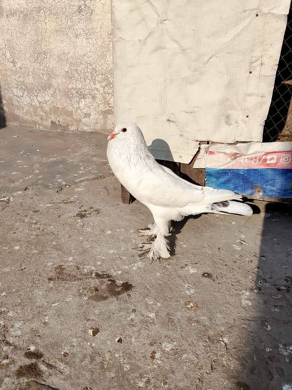 White magpie female 1